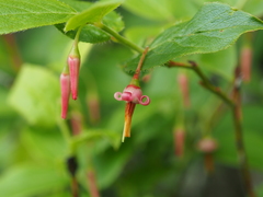 Vaccinium erythrocarpum