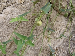 Aristolochia chachapoyensis