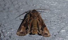 Ichneutica skelloni
