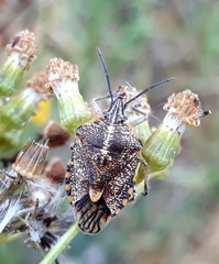 Agonoscelis versicoloratus