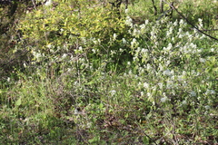 Amelanchier humilis