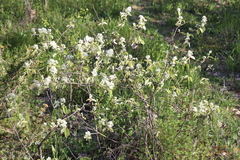 Amelanchier humilis