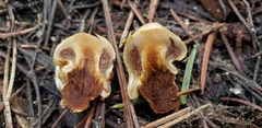 Pholiota nubigena