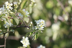 Amelanchier humilis