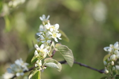 Amelanchier humilis