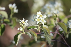 Amelanchier humilis