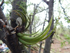 Tillandsia circinnatioides