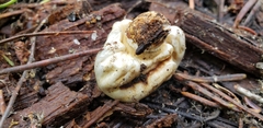 Pholiota nubigena