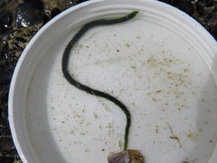 Eulalia clavigera