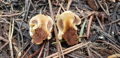 Pholiota nubigena
