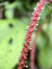 Acalypha hispida