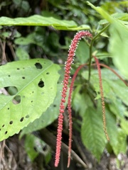 Acalypha hispida