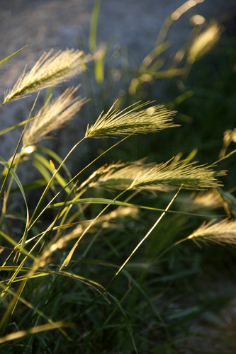 Hordeum murinum