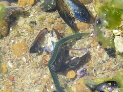 Eulalia clavigera