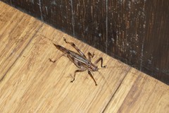 Ancistrocercus excelsior