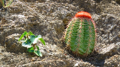 Melocactus bellavistensis