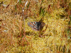 Euphydryas editha taylori