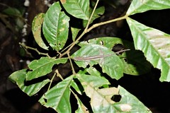 Anolis fuscoauratus
