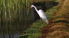 Ardea alba