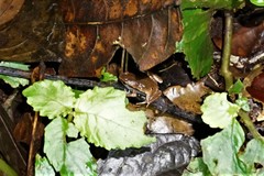 Hamptophryne boliviana