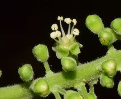 Coccoloba liebmannii