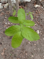 Semialarium mexicanum