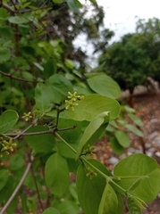 Semialarium mexicanum