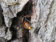 Vespa mandarinia japonica