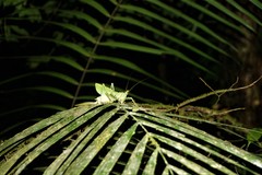 Panacanthus cuspidatus
