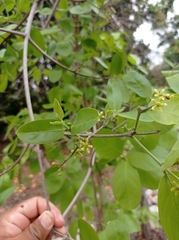 Semialarium mexicanum