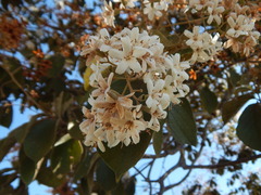 Cordia trichotoma