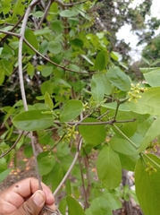 Semialarium mexicanum