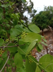 Semialarium mexicanum