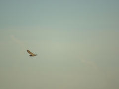 Columba livia domestica