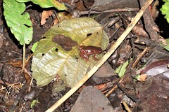 Hamptophryne boliviana