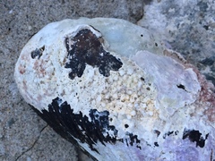 Lithothamnion glaciale