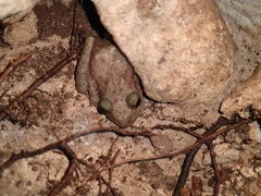 Craugastor yucatanensis