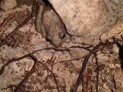 Craugastor yucatanensis