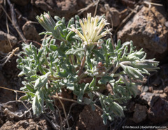 Chaenactis macrantha