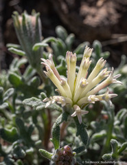 Chaenactis macrantha