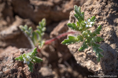 Ipomopsis polycladon