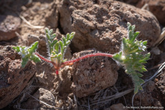 Ipomopsis polycladon