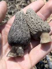 Morchella tomentosa