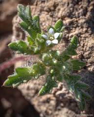 Ipomopsis polycladon