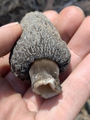 Morchella tomentosa