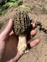 Morchella exuberans