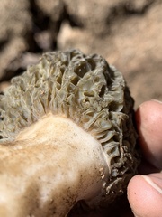 Morchella exuberans