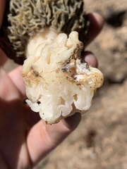 Morchella exuberans