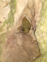 Craugastor yucatanensis