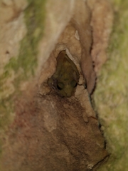 Craugastor yucatanensis